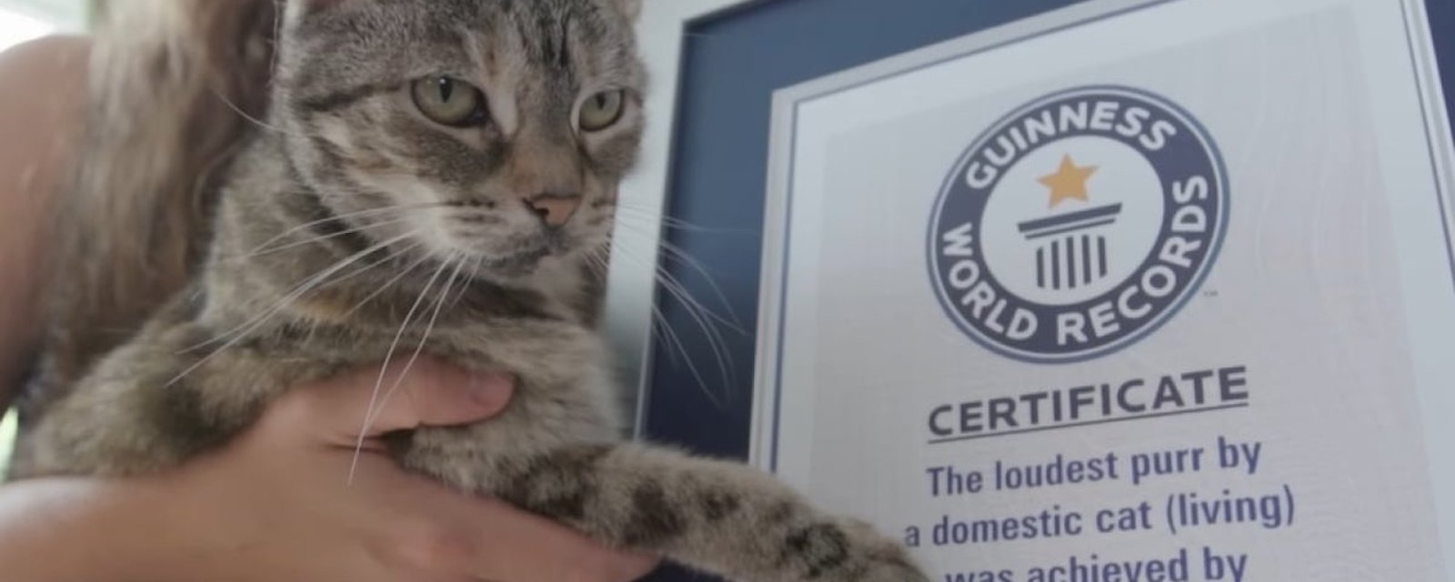 Insolite: cette chatte détient le record mondial du plus fort ronronnement