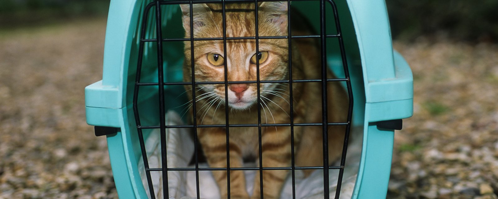  5 astuces pour que votre chat accepte d’entrer dans sa cage de transport