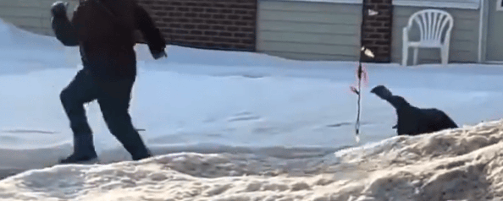 Un Québécois pourchassé par une dinde qui terrorise un quartier 