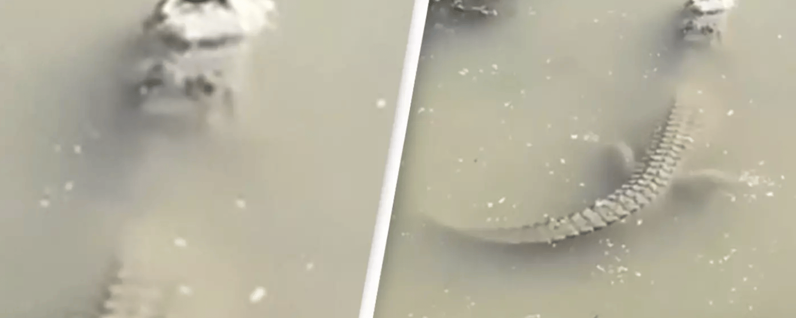 Une vidéo montre comment un alligator arrive à survivre dans la glace.