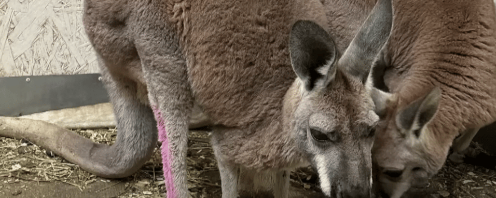 Un kangourou en route vers le Québec s'échappe sur l'autoroute