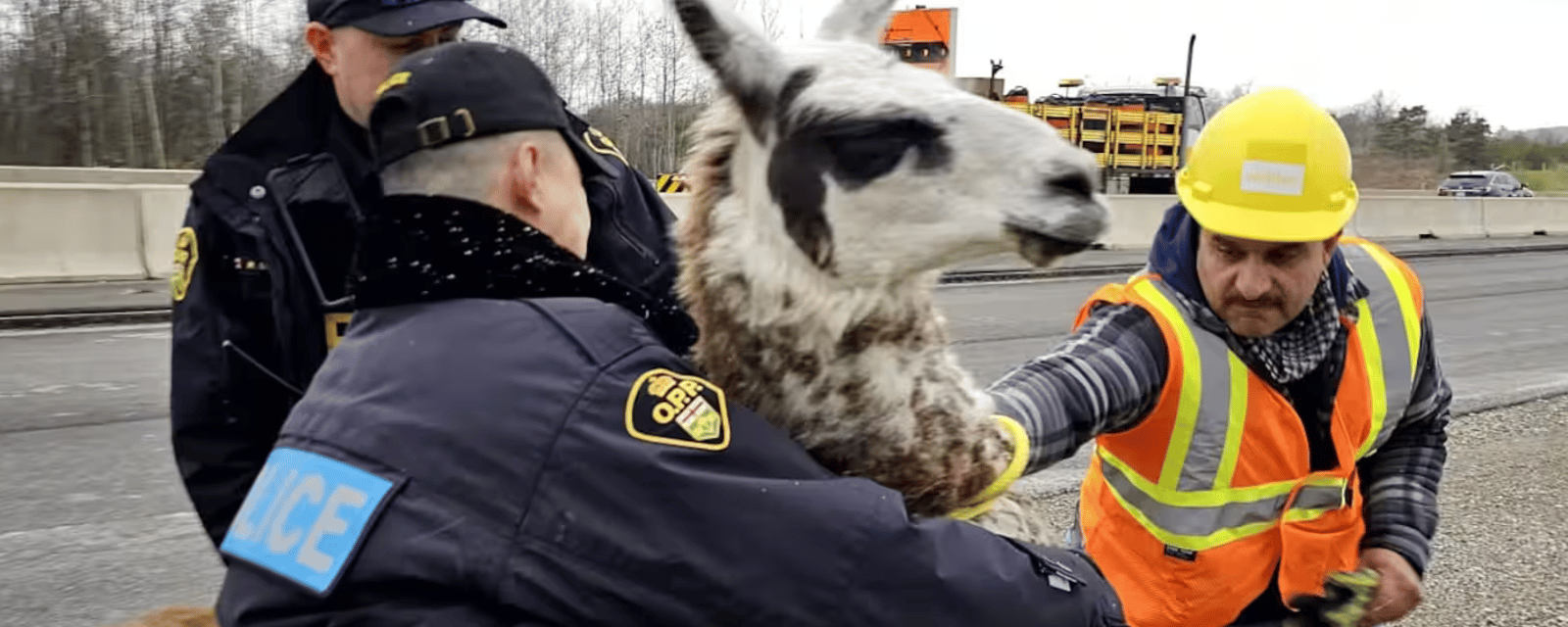 Un lama en cavale sur l'autoroute donne beaucoup de fil à retordre aux policiers 