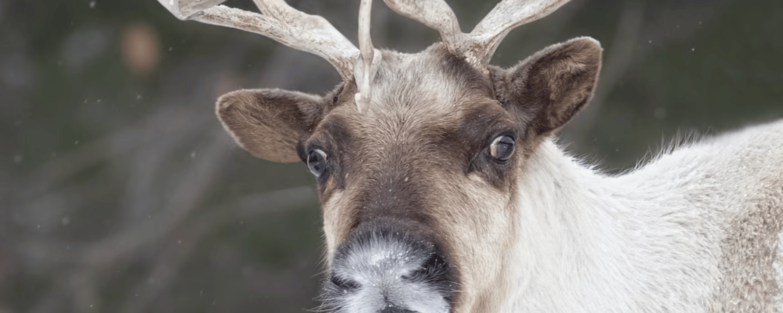 L'un des derniers caribous de la Gaspésie se fait tuer illégalement