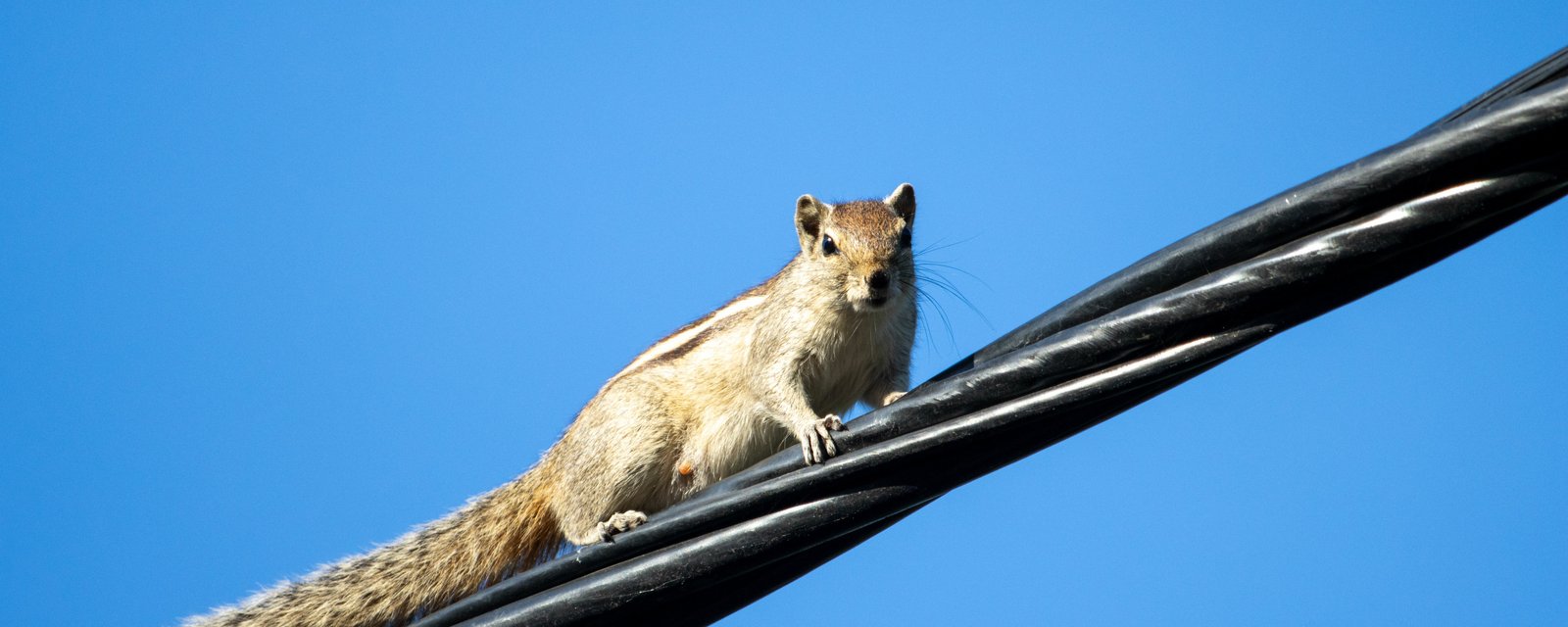 15 000 abonnés d'Hydro-Québec sont privés d'électricité en raison d'un écureuil.