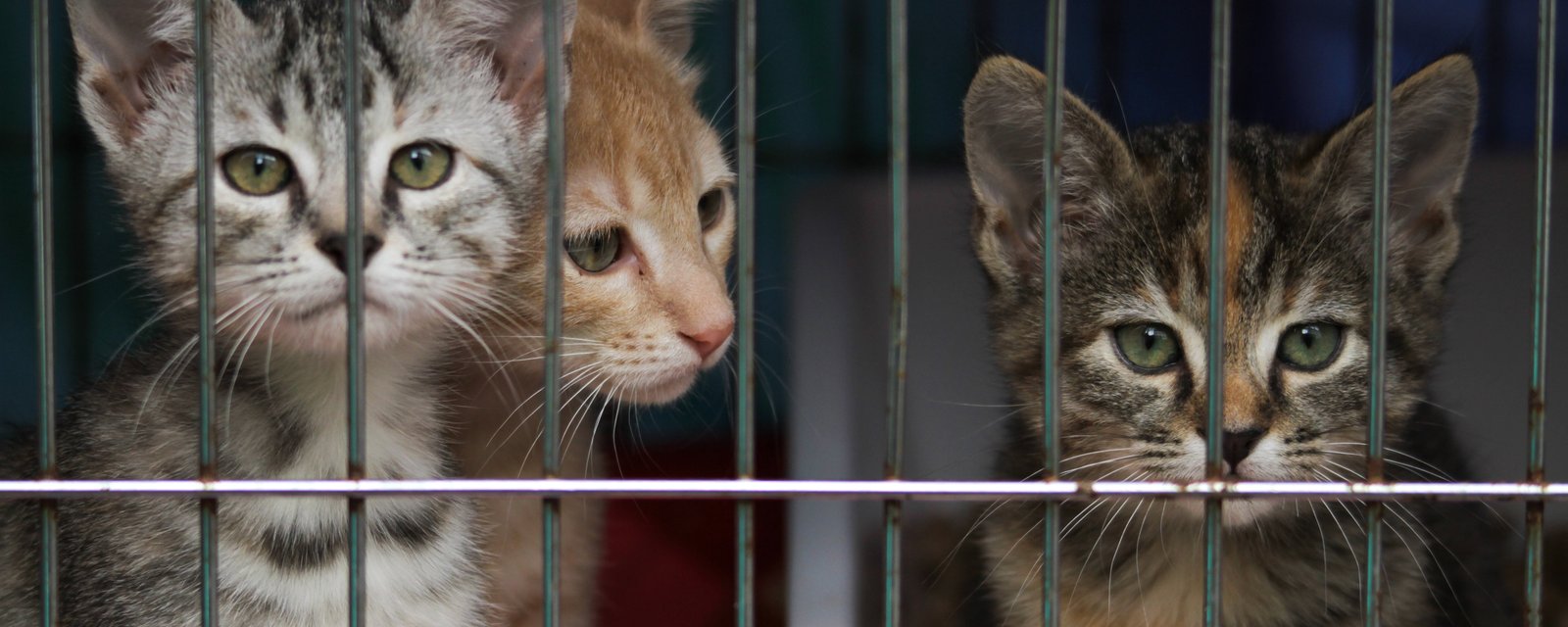 Les refuges animaliers du Québec font face à une forte hausse des abandons de chats.