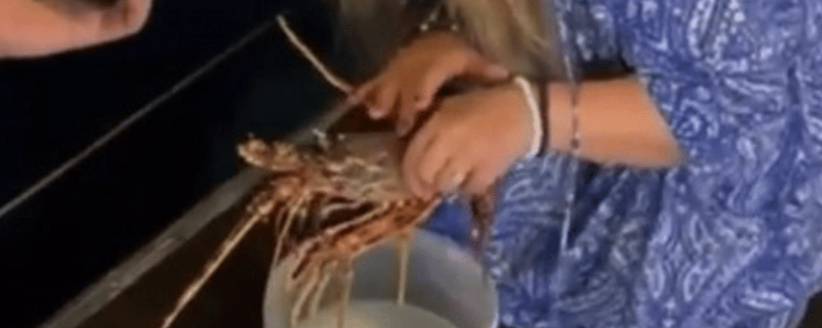 Une femme commande un homard de plus de 200$ pour aller le relâcher dans l'eau 