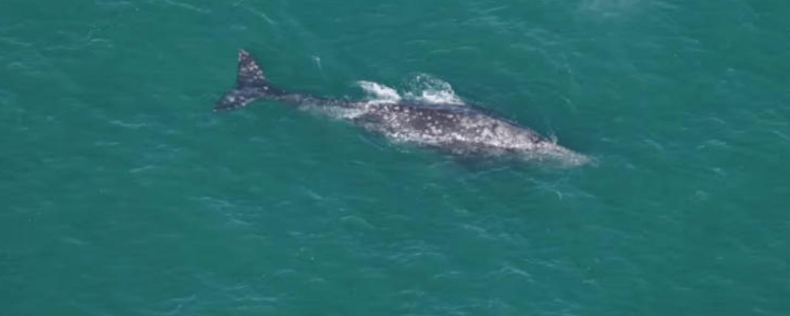 Des scientifiques observent une baleine qui «ne devrait plus exister».