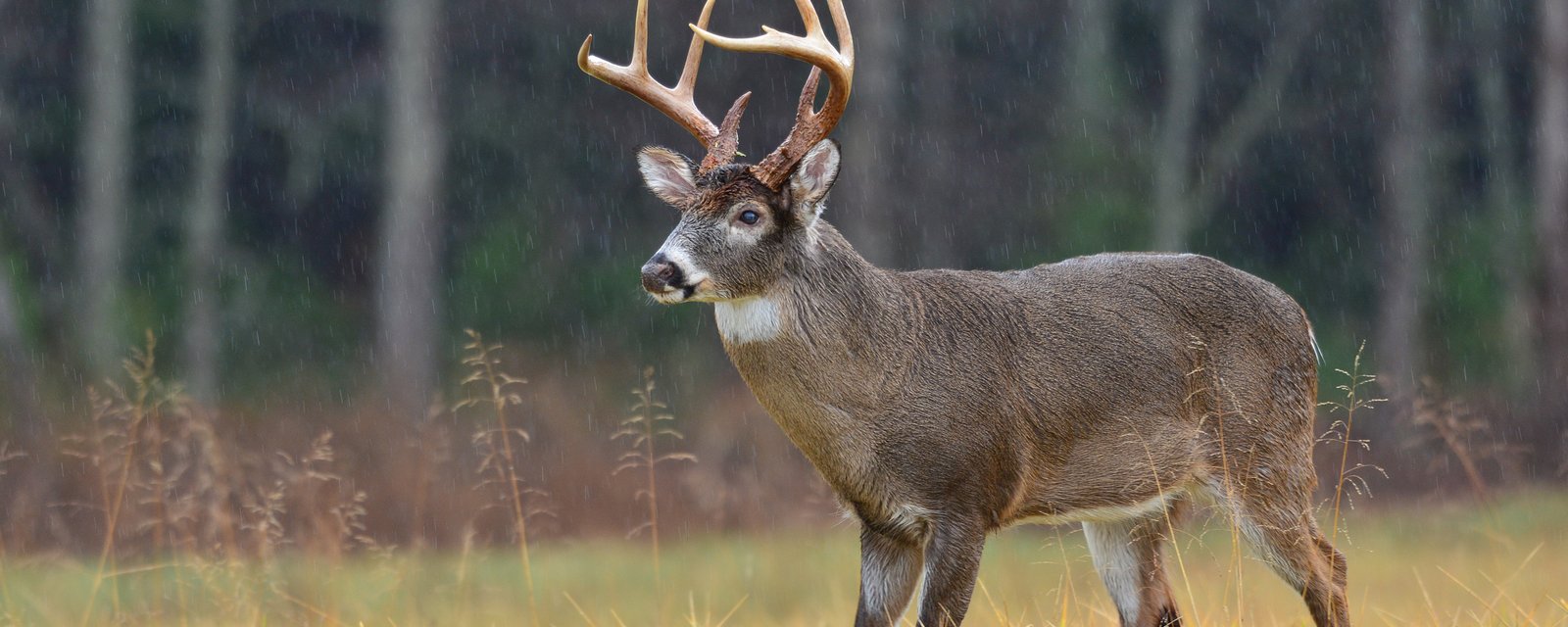 Superbe annonce pour les Québécois chasseurs de chevreuil. 