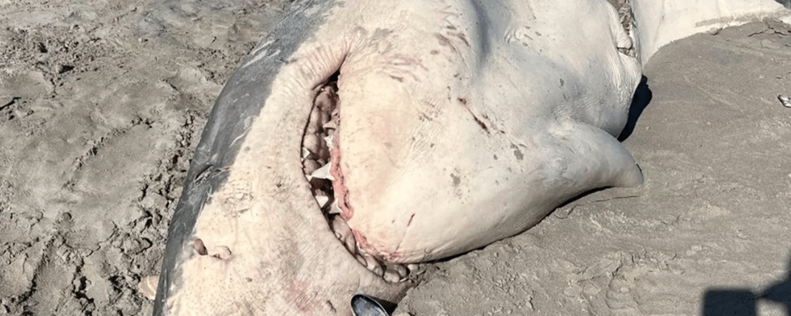 Des baigneurs choqués après avoir découvert un grand requin blanc à moitié mangé sur la plage