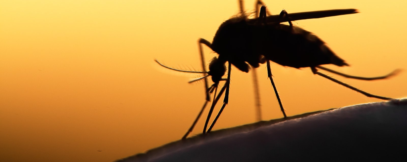 Les experts s'attendent à moins d'insectes et de moustiques cet été.