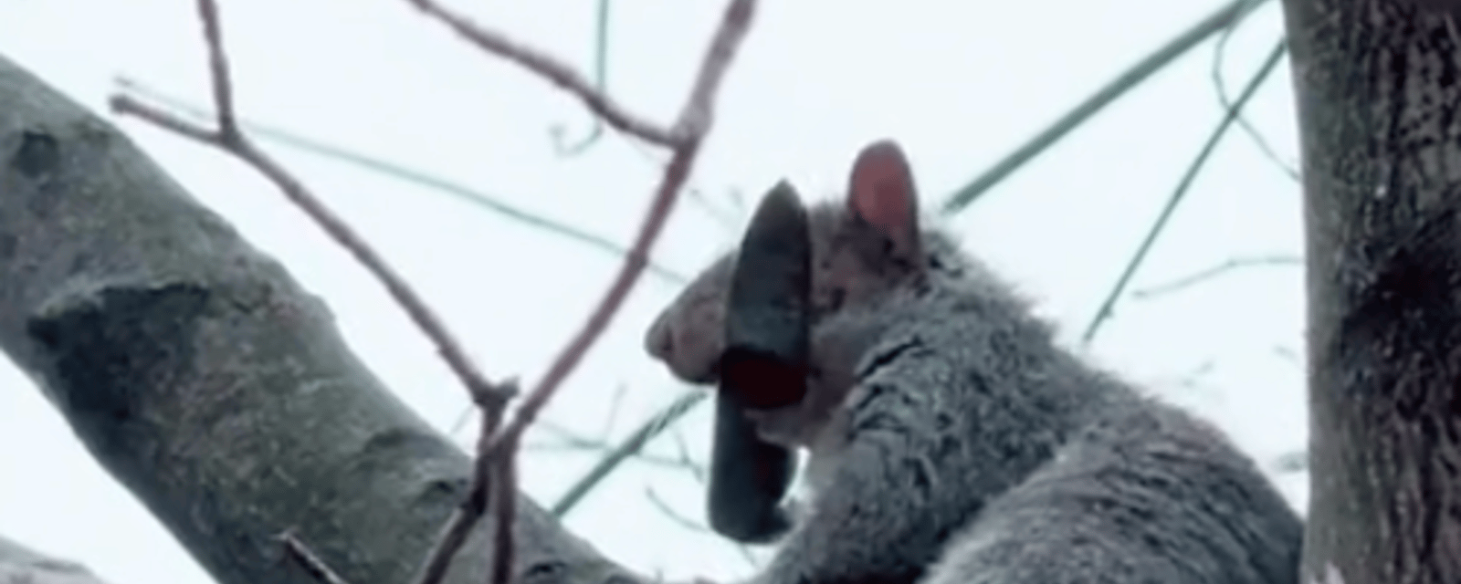 Un écureuil qui se promène avec un couteau entre les dents est aperçu à Montréal.