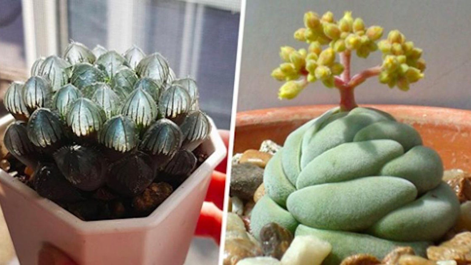 22 plantes succulentes qui sortent vraiment de l'ordinaire