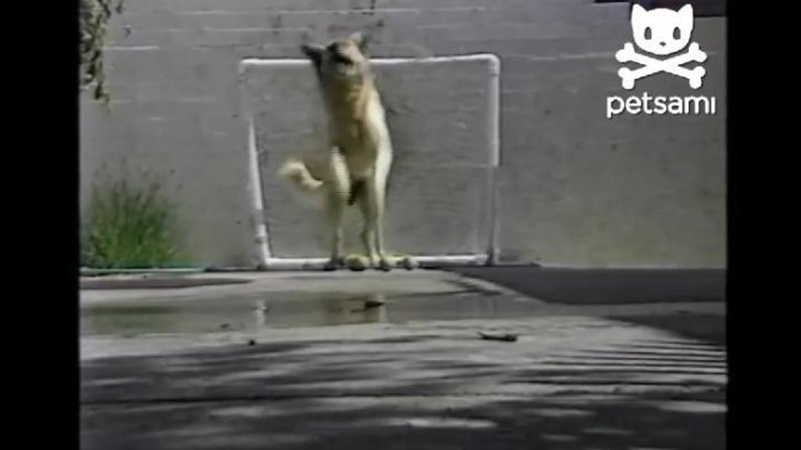 VIDÉO: Un gardien de but imbattable!
