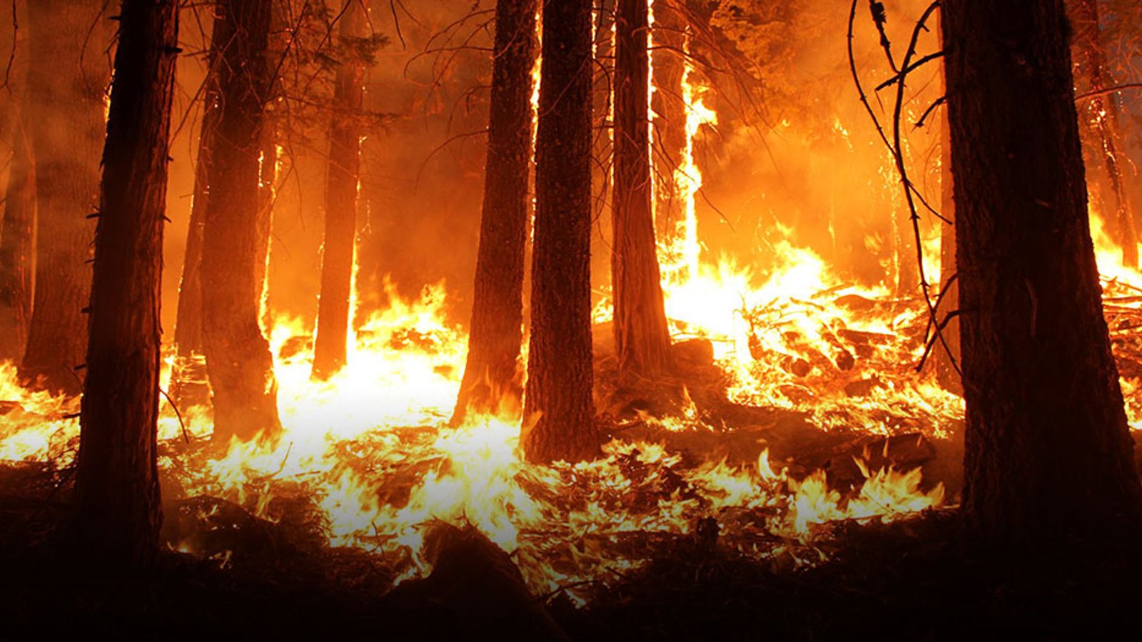 NHL superstar using beer to raise money for BC wildfires