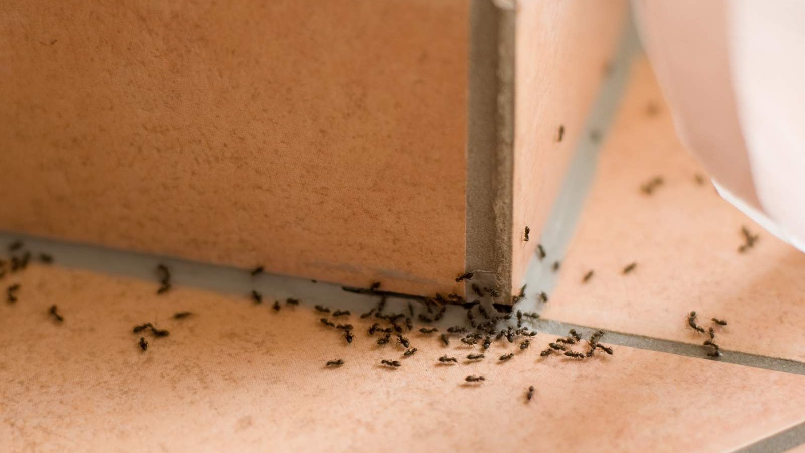 Ce mélange naturel va vous débarrasser des fourmis dans et autour de votre maison