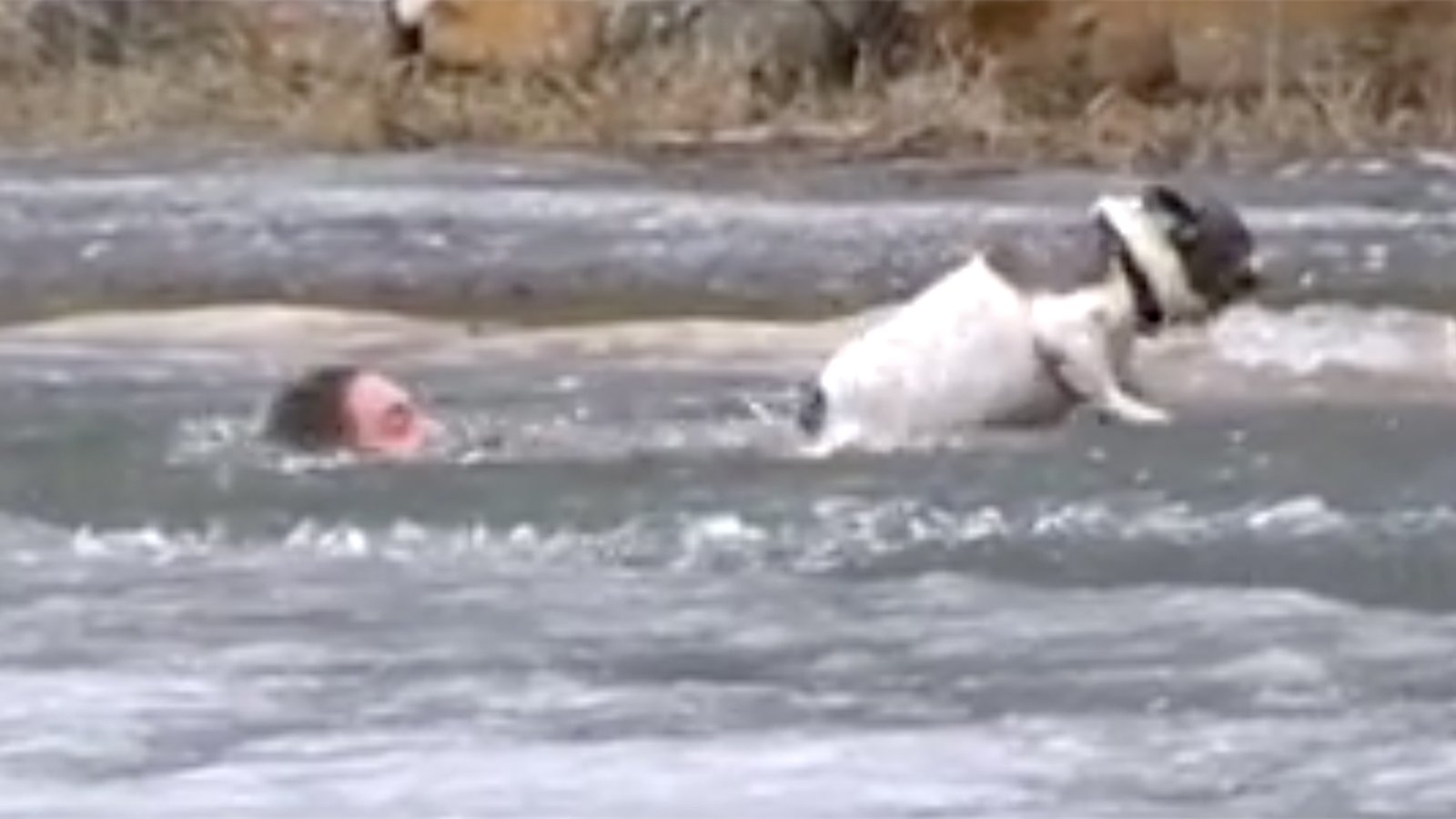 Un courageux Canadien tente de sauver son chien de la noyade | DERNIÈRE HEURE