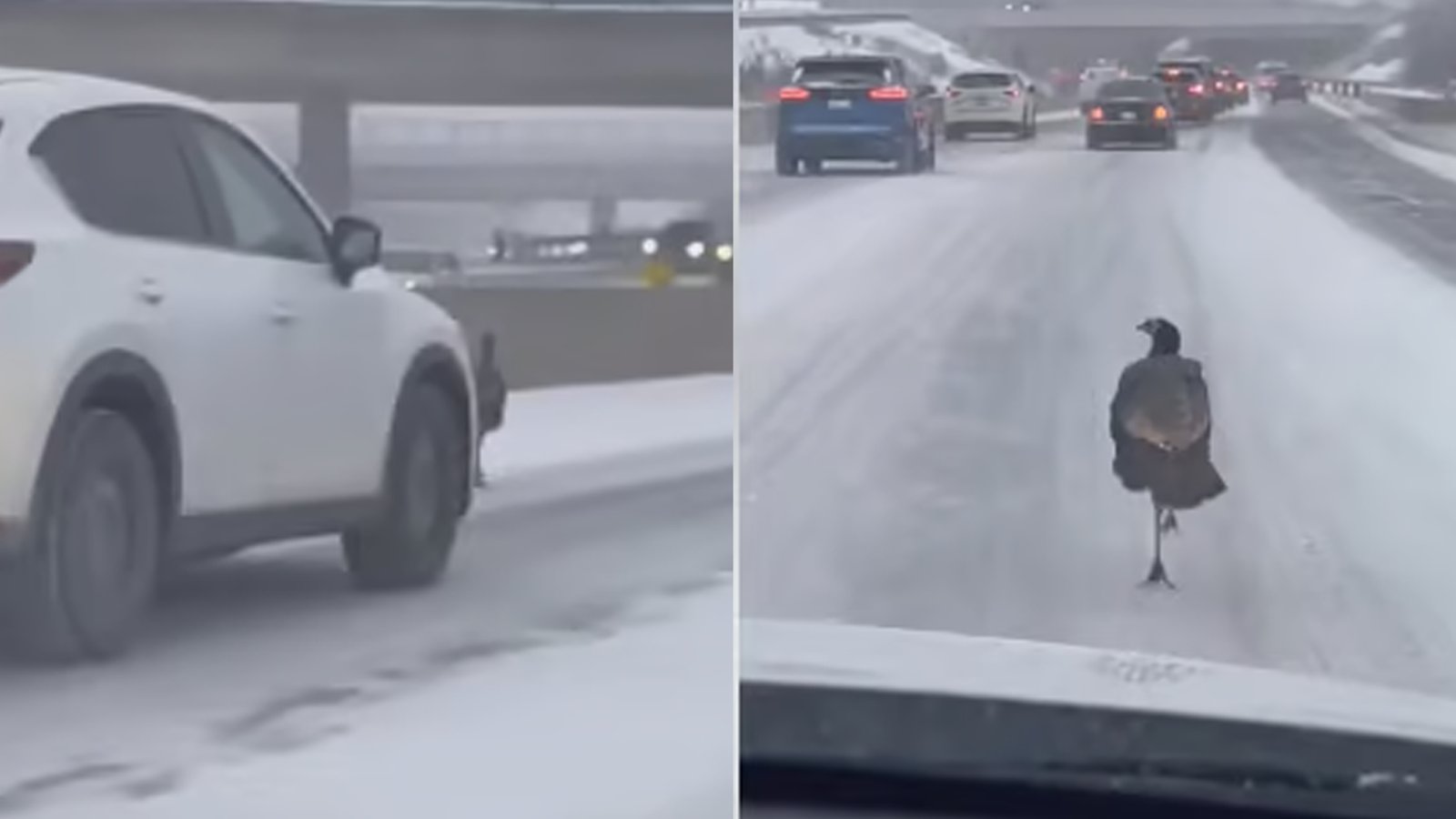 Une grosse dinde noire sème la zizanie sur l'autoroute.