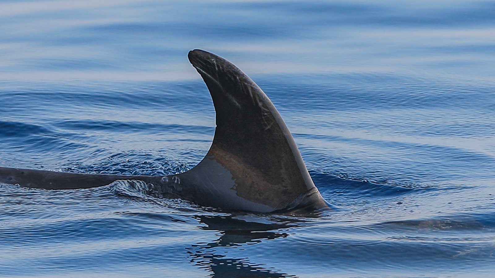 Une Québécoise perd ses deux mains après avoir été attaquée par un requin