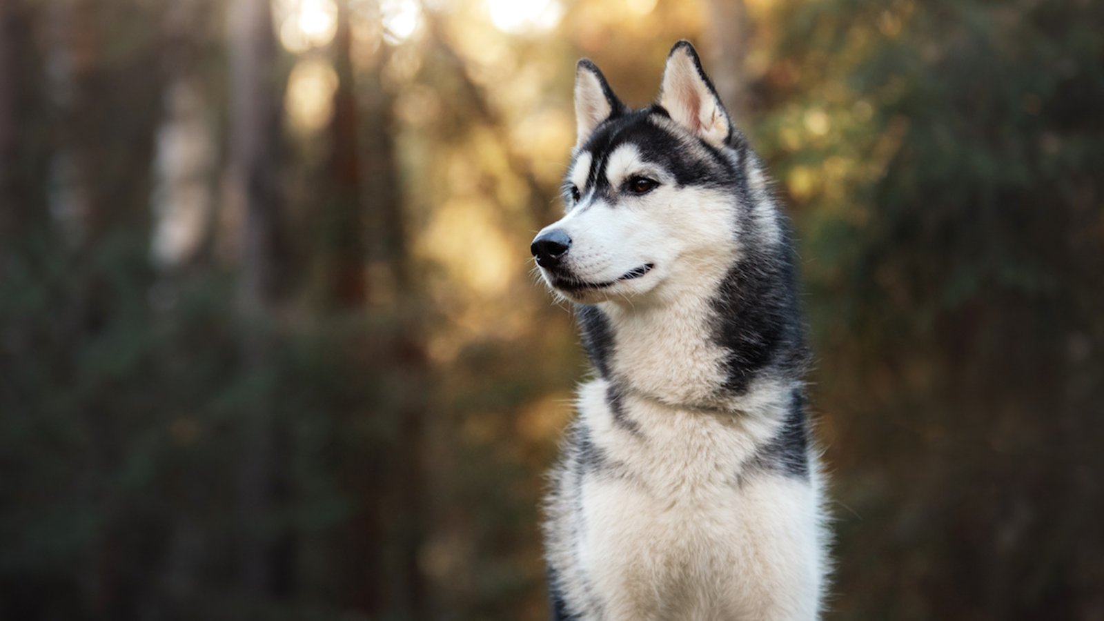 Le chien à adopter selon votre signe astrologique