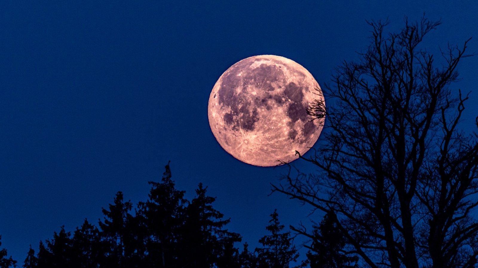 On aura droit à une « lune rose » cette semaine