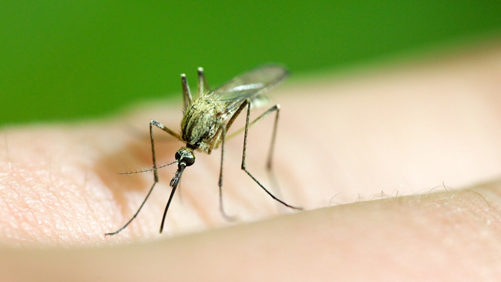 Tout ce que vous devez savoir au sujet des piqûres de moustiques