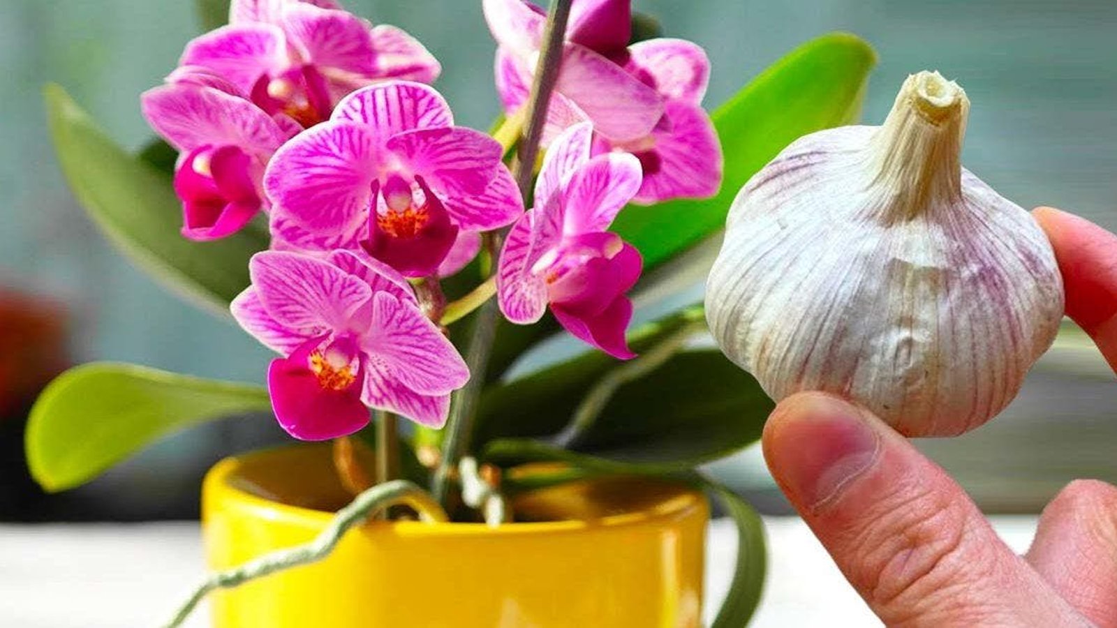 Le truc de l’ail pour faire refleurir une orchidée
