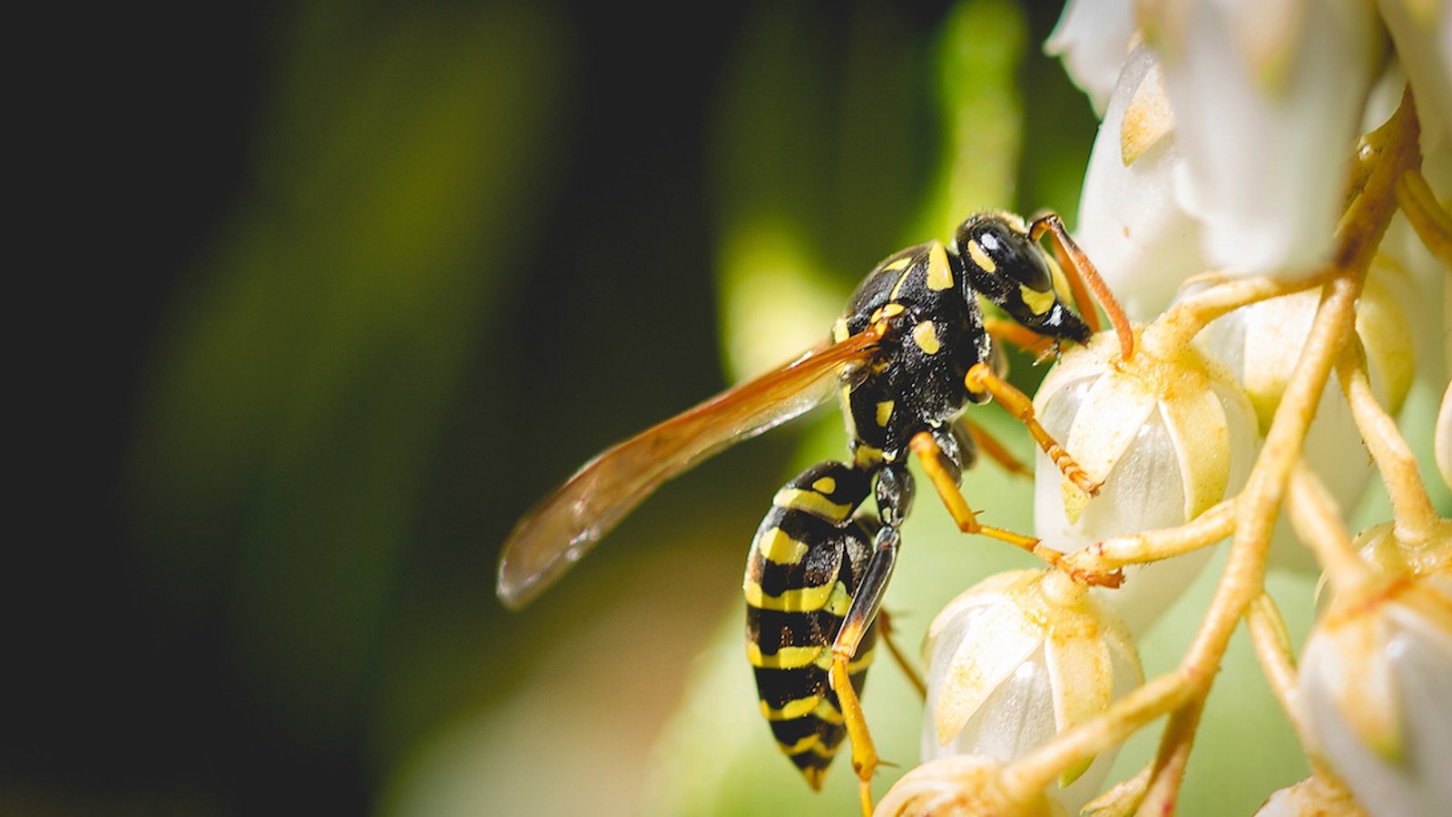 7 fleurs à planter chez soi pour nourrir les abeilles