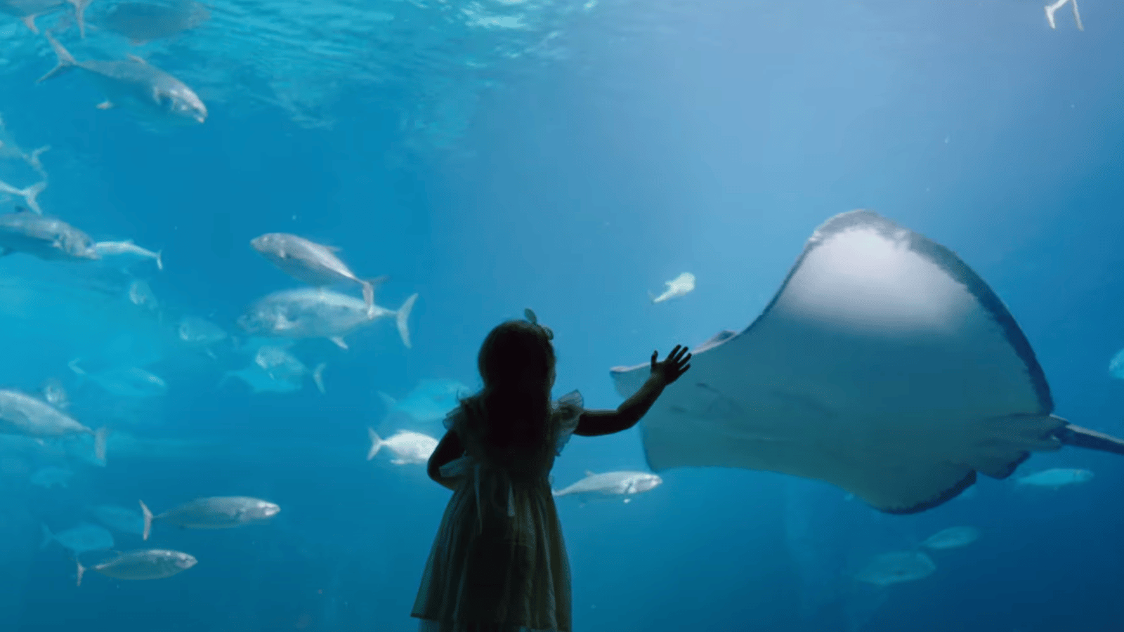 L'ouverture du gigantesque aquarium de Montréal au Royalmount est repoussé de plusieurs années.