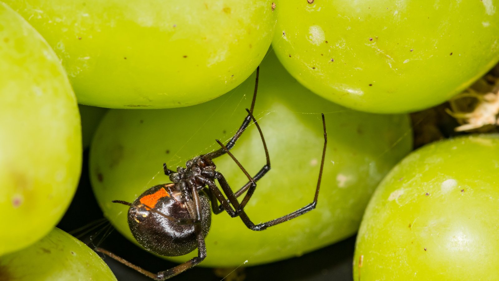 Une femme découvre une veuve noire dans ses raisins achetés chez Walmart.