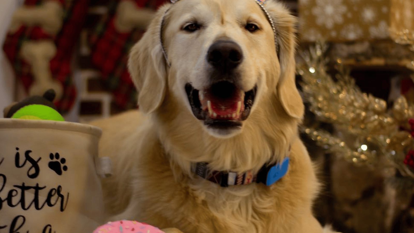 Vous pourrez vérifier l'état de santé de votre chien avec un nouveau collier connecté