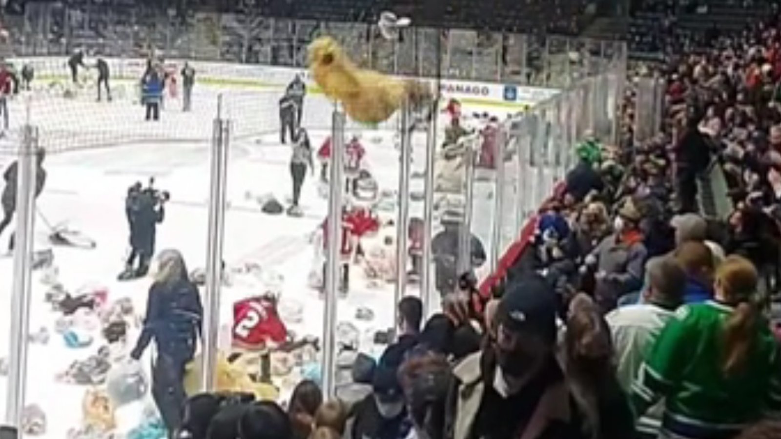 Young lady flattened by giant teddy bear during annual teddy bear toss.
