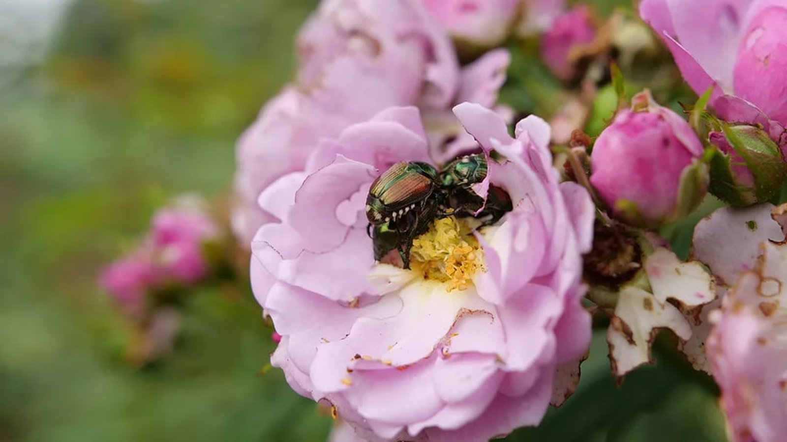 Vous avez des scarabées japonais? Cinq plantes à éviter et leurs alternatives pour votre jardin
