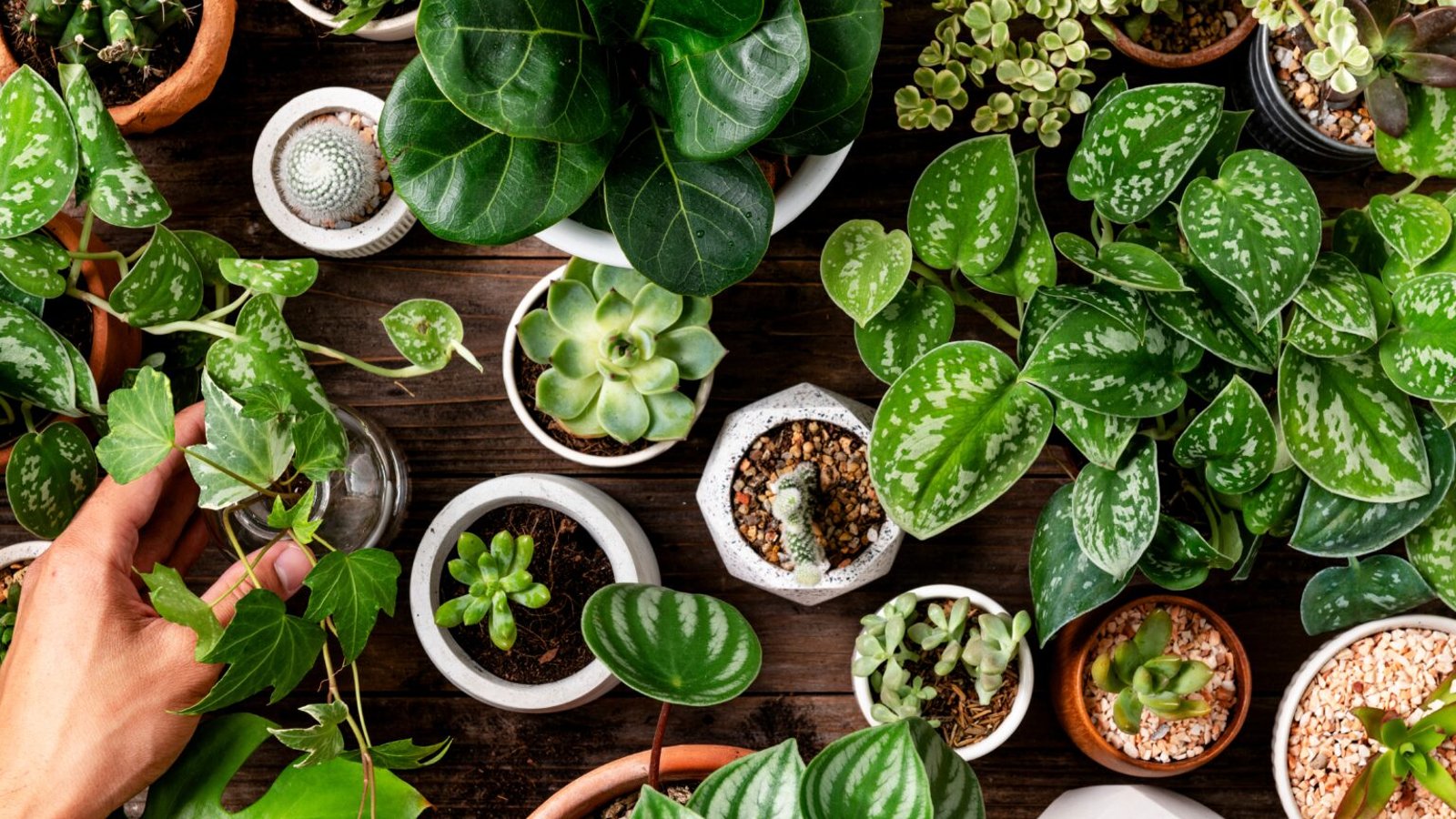 10 plantes incontournables pour assainir l'air de votre intérieur