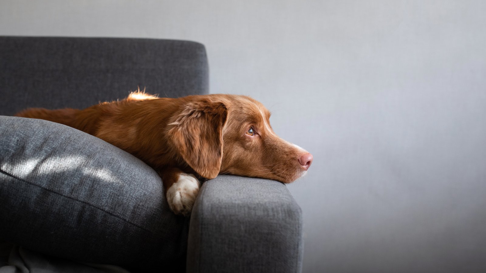 Elle réclame que les logements au Québec soient plus nombreux à accepter les chiens