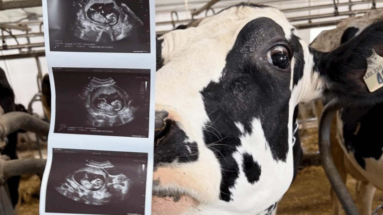 La grande famille de L’amour est dans le pré s’agrandit encore : Un 39e bébé est en route !