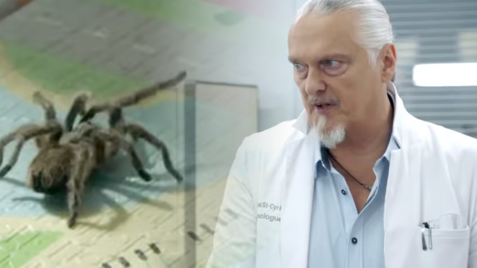 Nous avons trois théories concernant la fameuse araignée disparue dans STAT