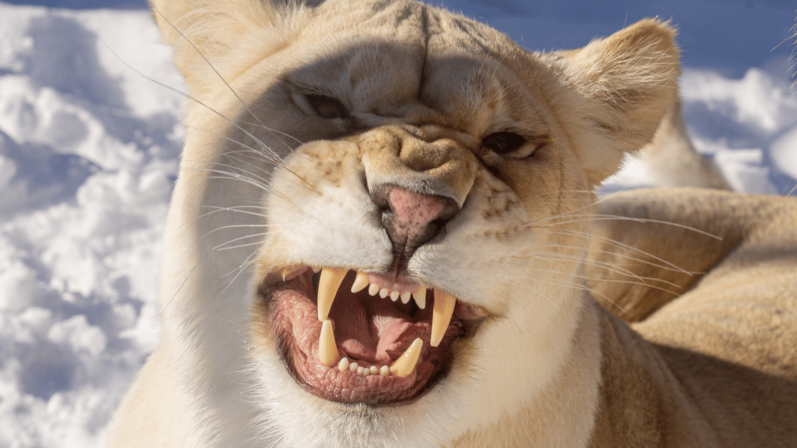 Le Miller Zoo fait une grande annonce à ses fans et ça va réjouir de nombreux Québécois