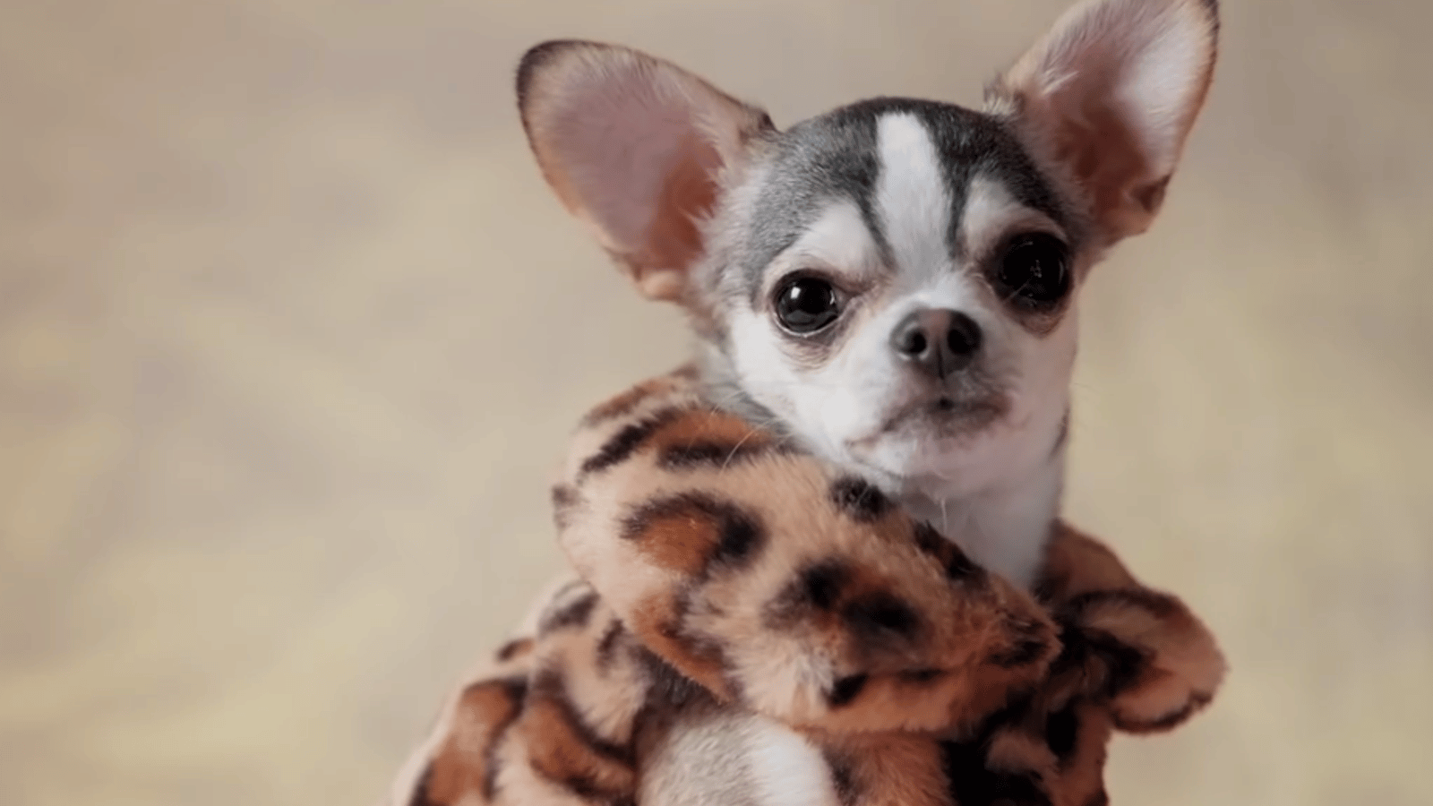 Cette nouvelle émission s'adresse aux gens complètement gagas de leurs chiens