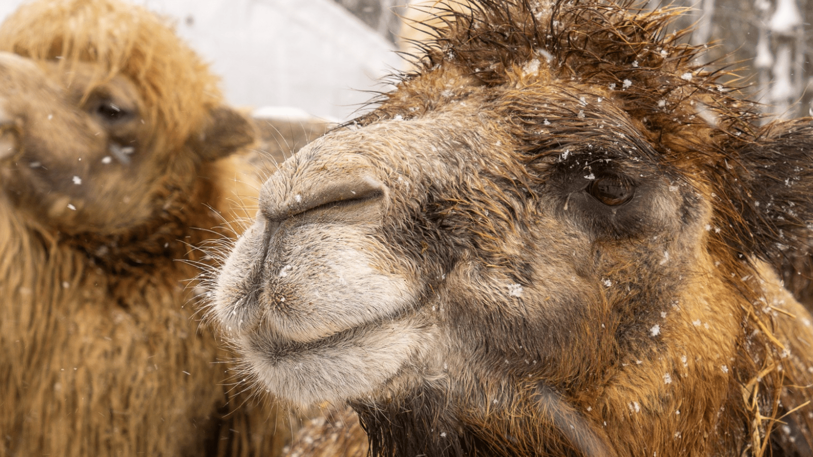 Le Miller Zoo fait une importante précision à propos de ses chameaux dans la neige