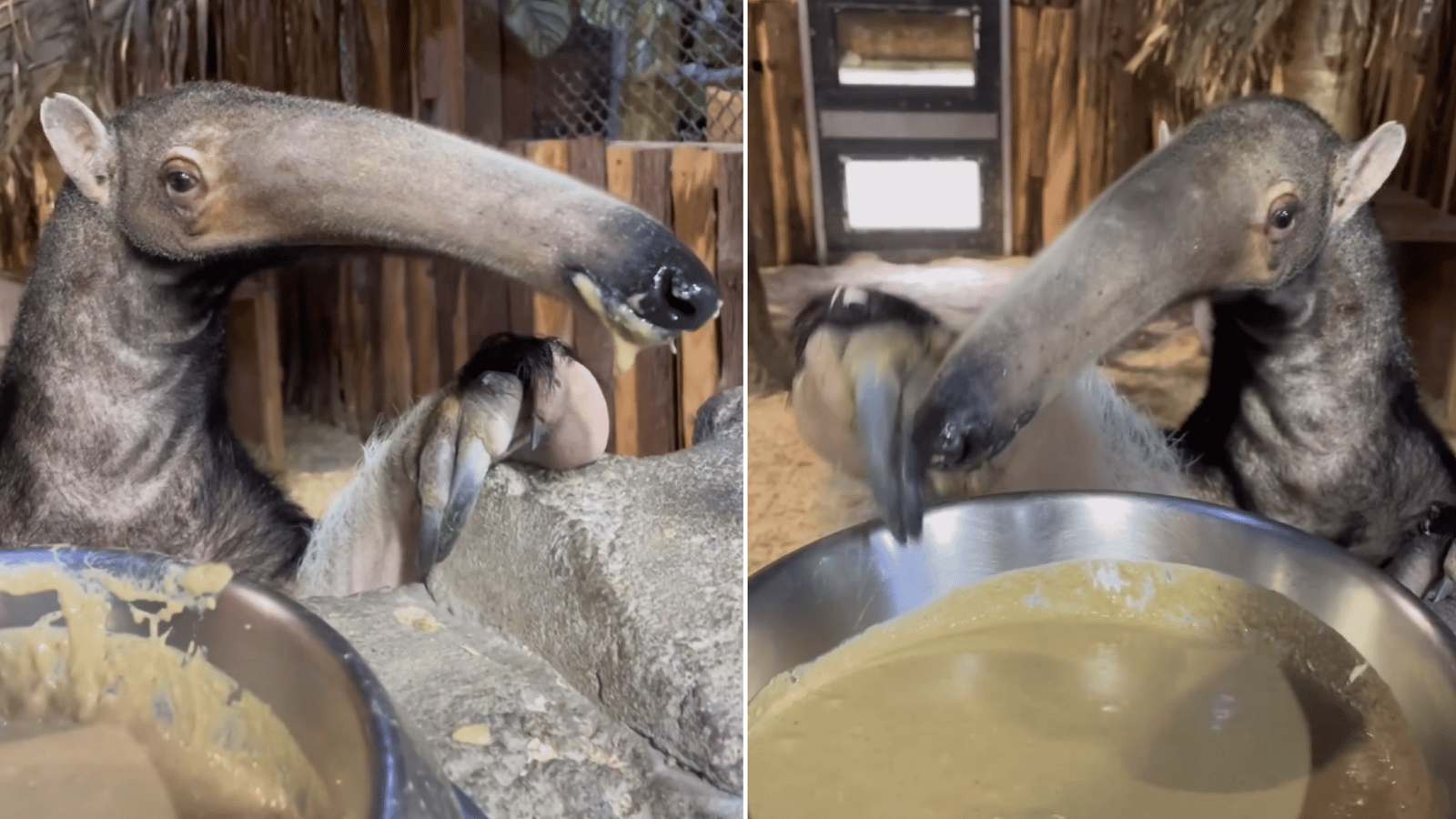 Le Miller Zoo vous présente la charmante Tammy dans une vidéo qui fait énormément réagir