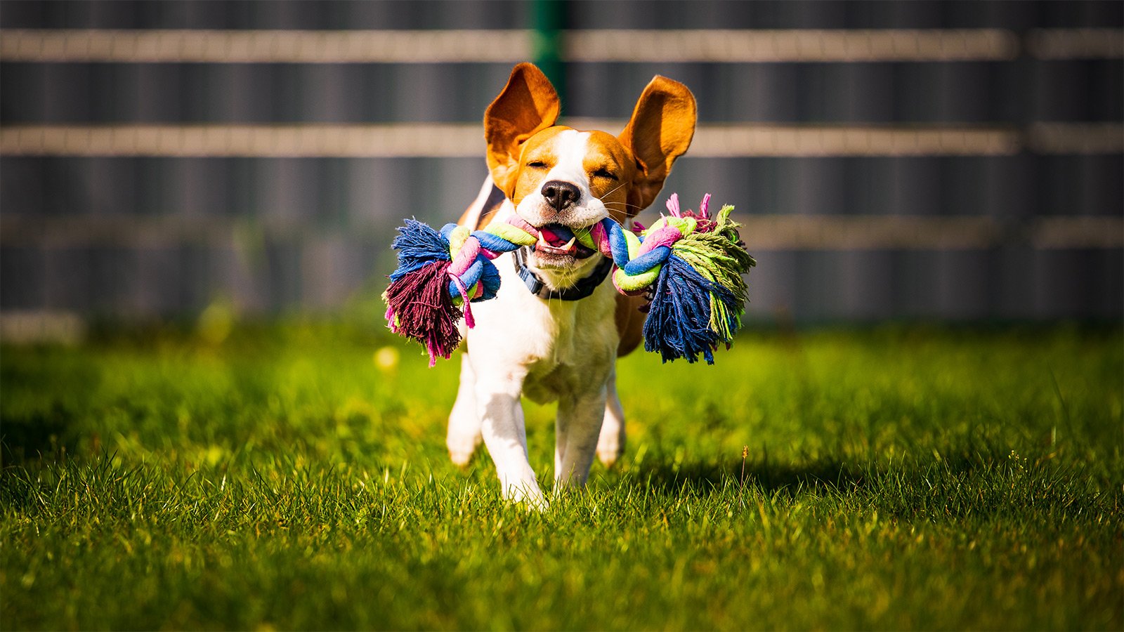 Les 5 meilleurs jouets pour chien pour les activités de plein air