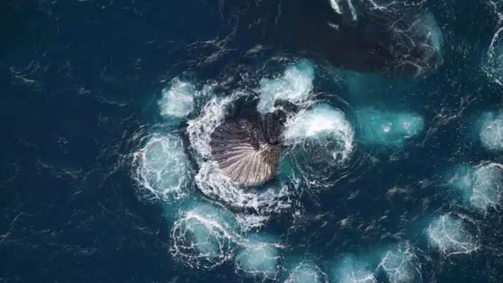 Un photographe a immortalisé des baleines qui ont formé une spirale de Fibonacci