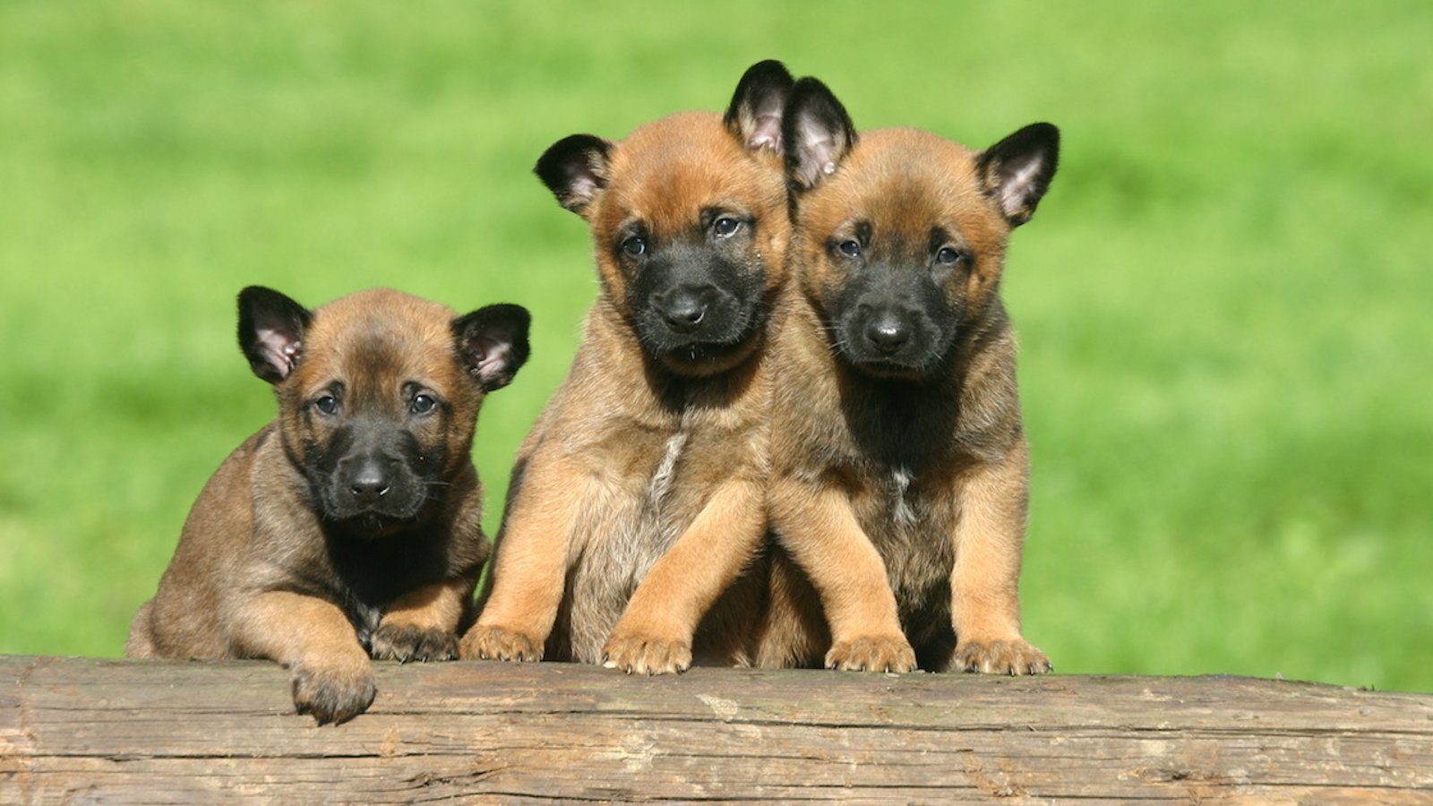 Voici la race de chien la plus intelligente du monde, selon la science