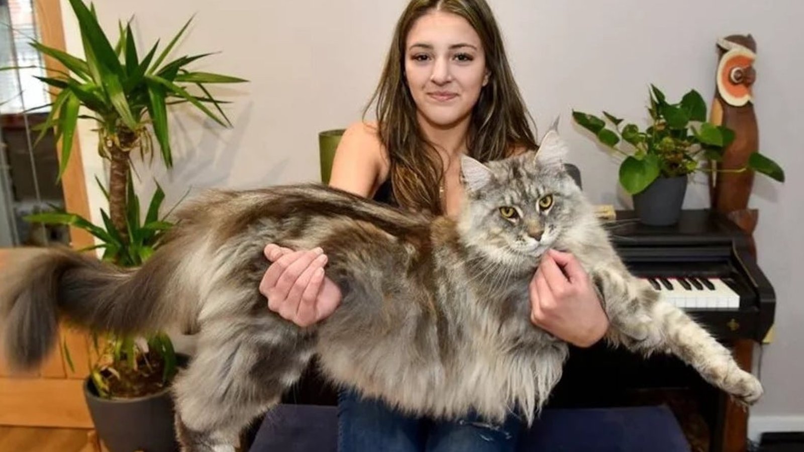 Ce chat d’un an est en voie de devenir le plus grand du monde