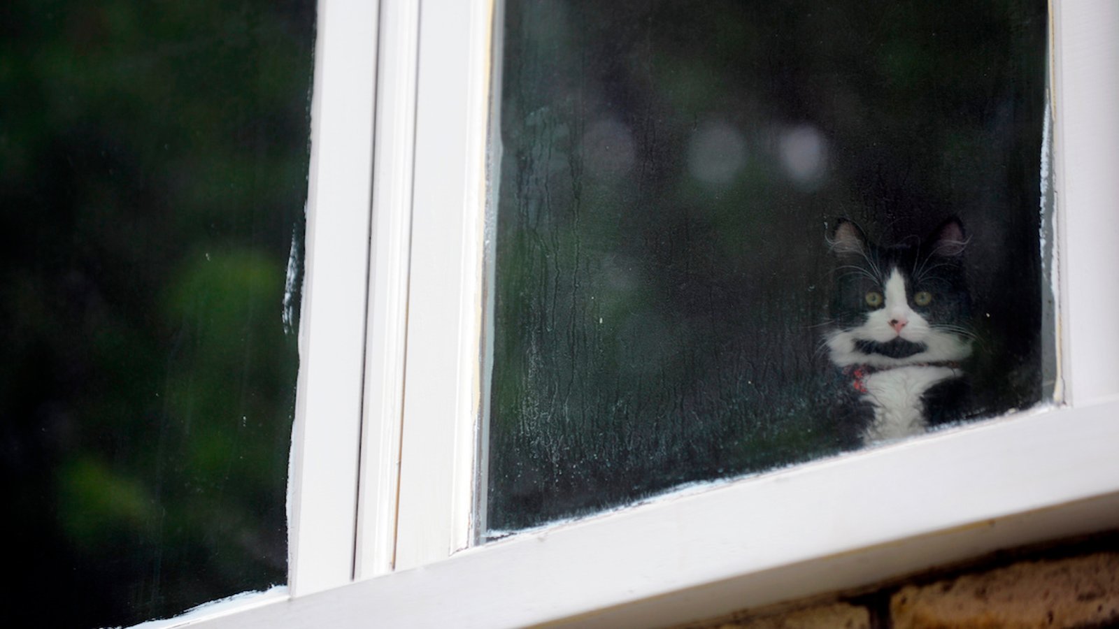 Vacances estivales: combien de temps votre chat peut-il rester seul à la maison?