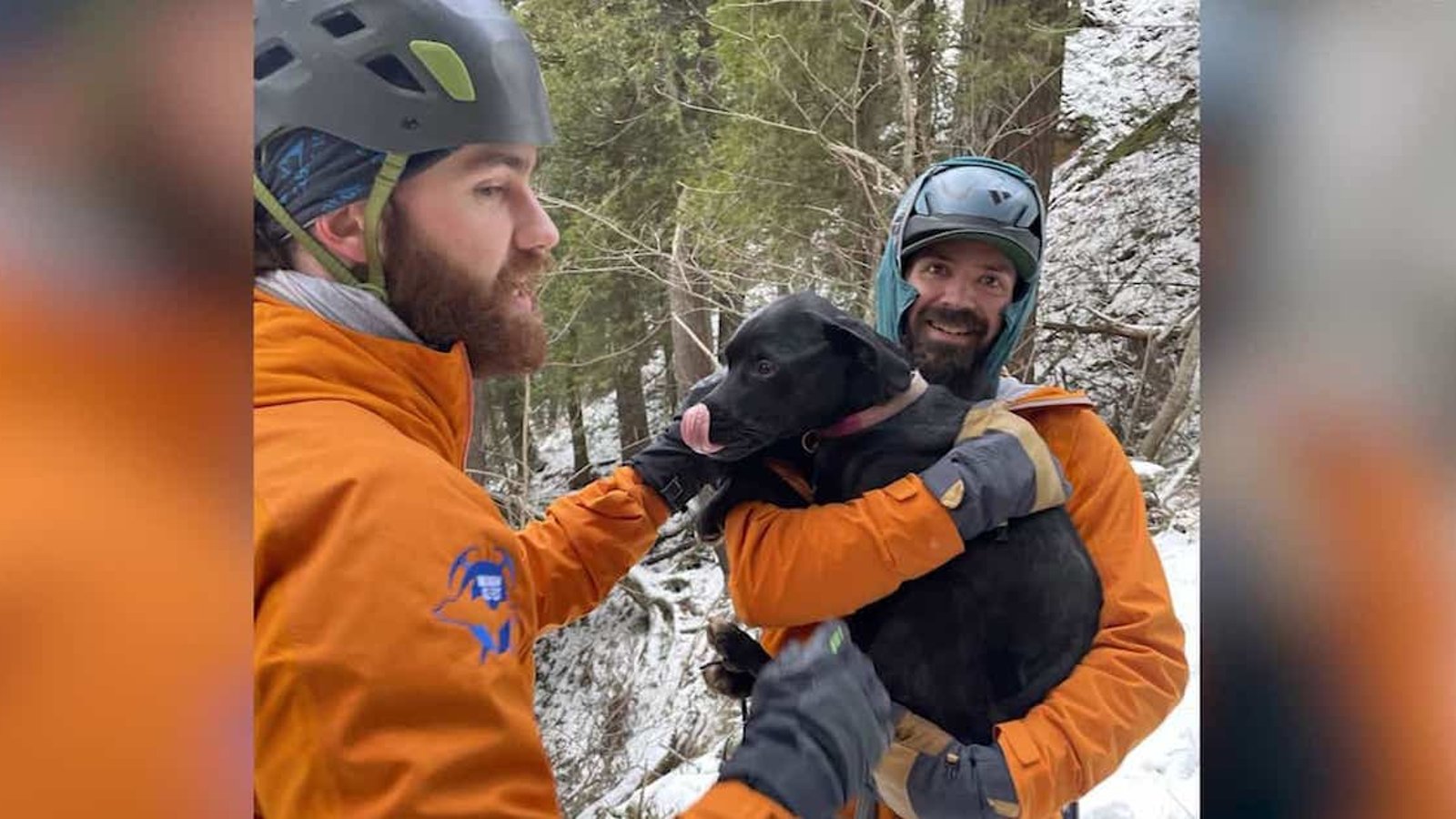 Ce chien a survécu à une chute de 20 mètres dans un parc national