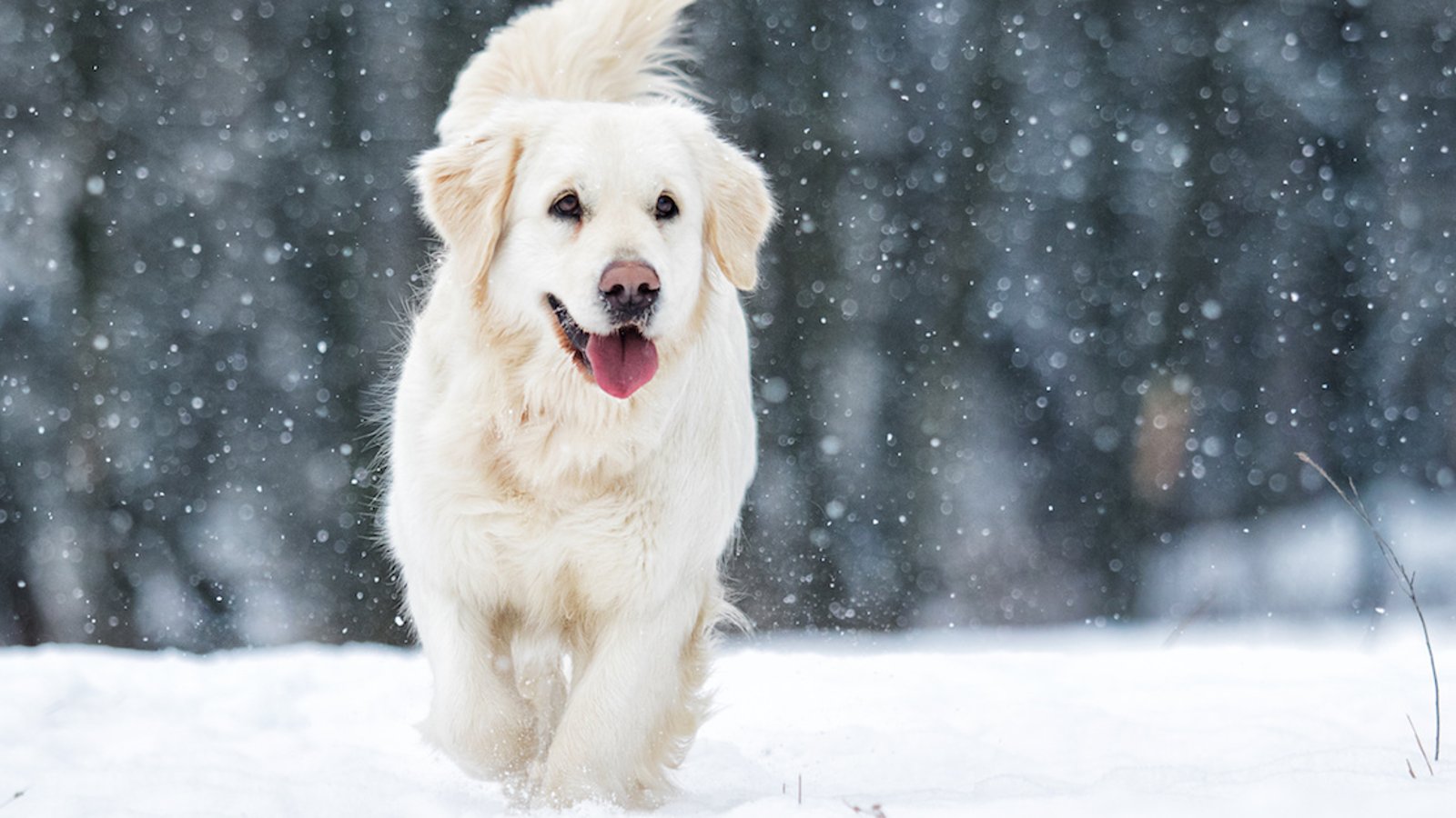 10 races de chiens qui adorent la neige et le froid