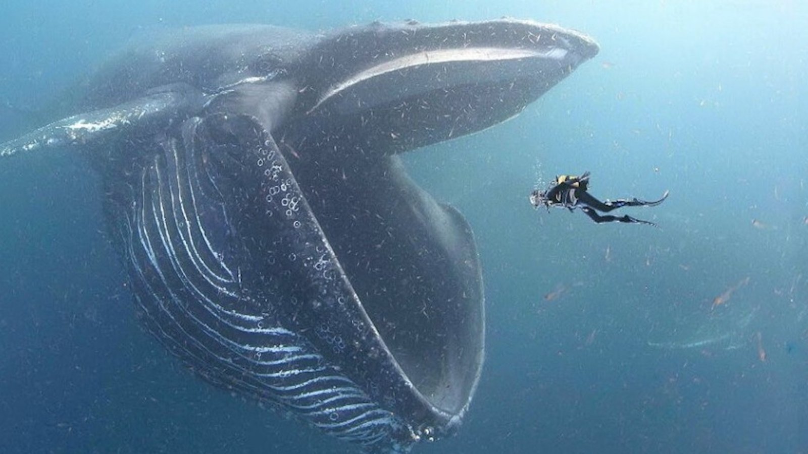 Un homme a passé 40 secondes dans une baleine!