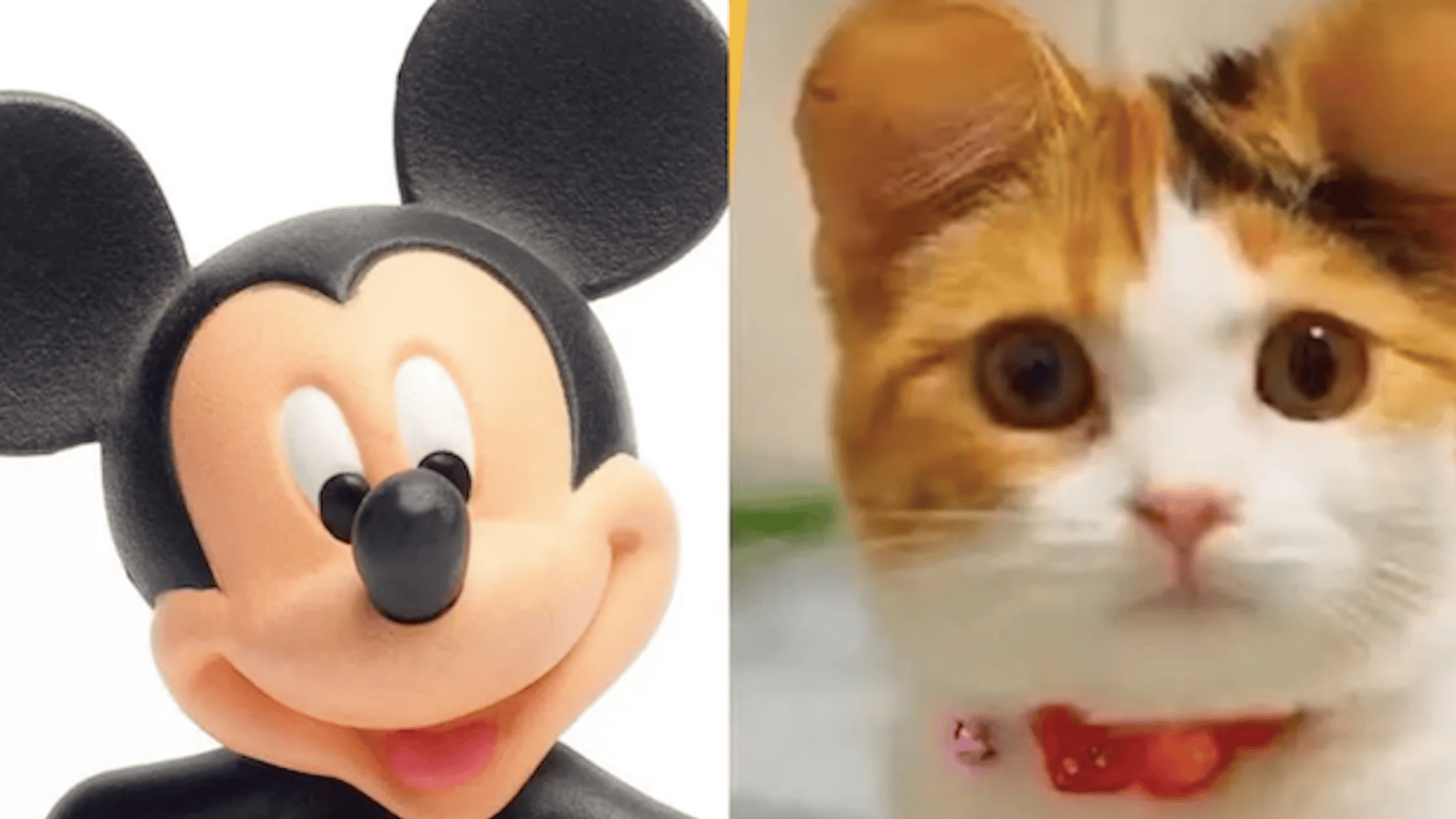 Une nouvelle mode cruelle en Chine: les oreilles de Mickey pour les chats et les chiens