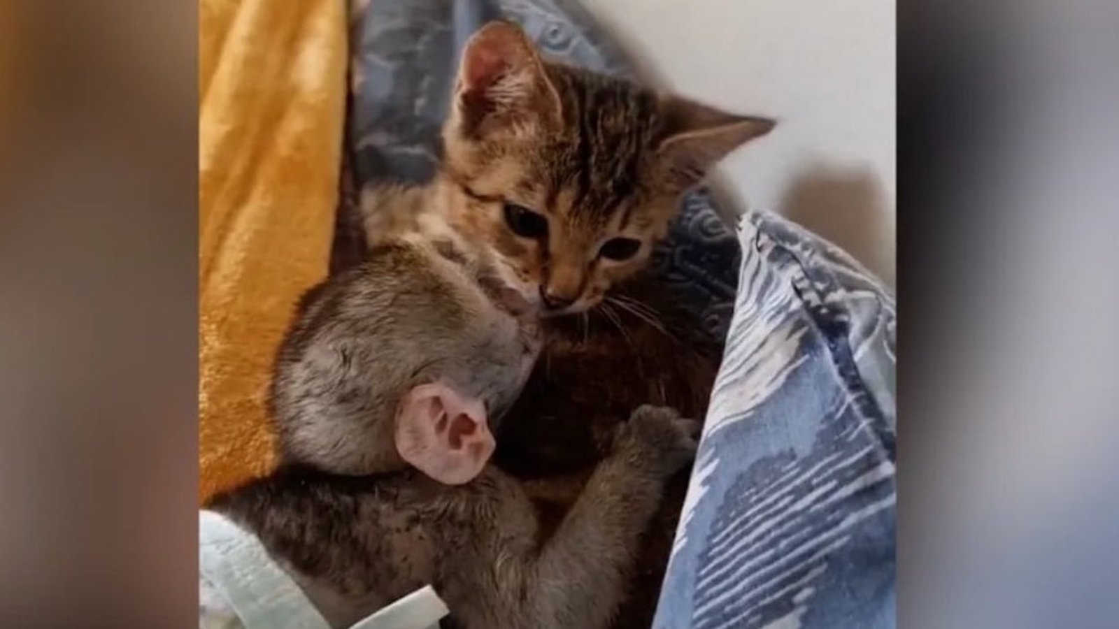 Attention! Votre coeur va fondre devant cette vidéo d'un chaton qui prend soin d'un bébé singe!